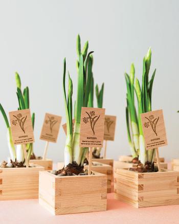 Succulents In Wooden Box